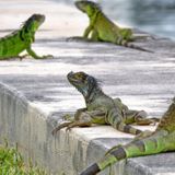 National Weather Service warns of falling iguanas in Florida