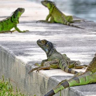 National Weather Service warns of falling iguanas in Florida