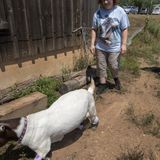 Goat neglected since birth is given 4 new legs and a new life at Pennsylvania farm