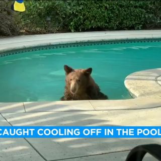 Bear takes dip in Arcadia family's swimming pool - Video