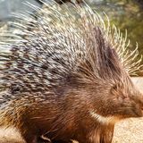 Stones from porcupine guts are a hot commodity on Instagram