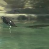 Fort Wayne Children’s Zoo adds two new sea lions