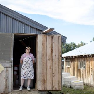 Chicks shipped by mail are arriving dead, costing Maine farmers thousands of dollars