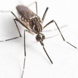Australian scientists slash dengue fever in Indonesia by infecting mosquitoes with bacteria - ABC News