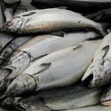 Federal Judge Poised to Deny Approval of GMO Salmon