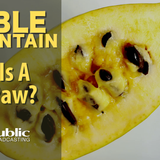 Edible Mountain - What Is A Paw Paw?