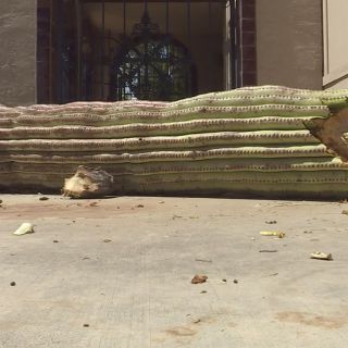 Iconic Arizona saguaros suffering from lackluster monsoon