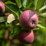 As apple harvest begins in Vermont, farmers say Covid is not the problem