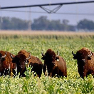 Owner of bison that escaped from Nebraska feedlot is bringing in help from Kansas