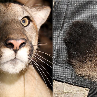 Deformed tails in Santa Monica Mountains’ cougars indicate inbreeding that could lead to extinction