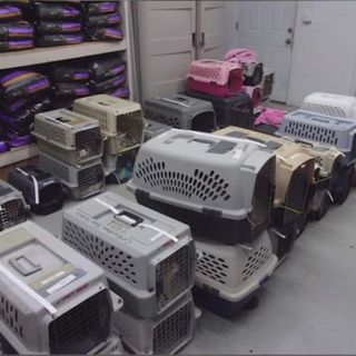 ‘Walls were covered in mucus’: Nearly 80 cats removed from small Sedalia home