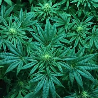 Sheriff Files Lawsuit To Keep Medical Marijuana Off Nebraska’s Ballot