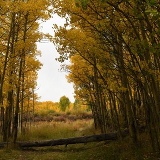 Abnormally early below-freezing temperatures could ruin Colorado leaf-peeping this year