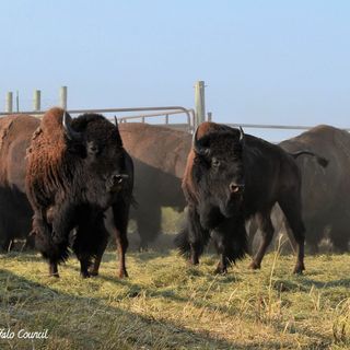 3 Yellowstone bison begin long journey to Alaskan island