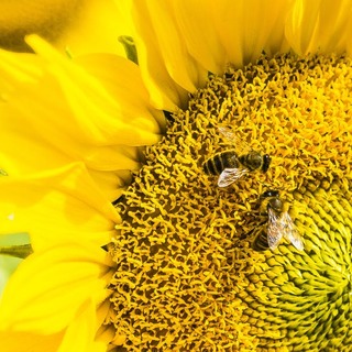 Honeybees That Solve Math Problems Challenge Supremacy of Human Brains