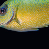 Animal Cognition: Controversial Study Argues Cleaner Wrasse Is Self-Aware