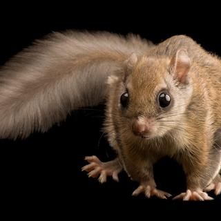 Flying squirrels secretly glow pink thanks to fluorescence