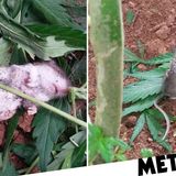 'Pothead' mouse pictured 'comatose' after gorging on cannabis leaves