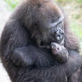 Baby gorilla born at Audubon Zoo in New Orleans: See adorable video