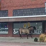 Horse kicks out window of Holdrege bar