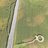 Vandals destroy acres of cornfields at Leeds farm