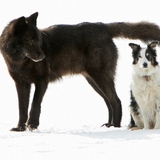 How a Wolf Named Romeo Won Hearts in an Alaska Suburb