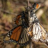 Monarch butterflies drop 53 percent in wintering area officials say