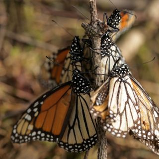 Monarch butterflies drop 53 percent in wintering area officials say