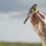 High-Tech Tracking Reveals 'Whole New Secret World of Birds'