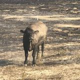 Hay urgently needed to feed 8,000 surviving cattle of Eastern Washington wildfires