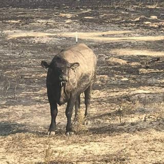 Hay urgently needed to feed 8,000 surviving cattle of Eastern Washington wildfires