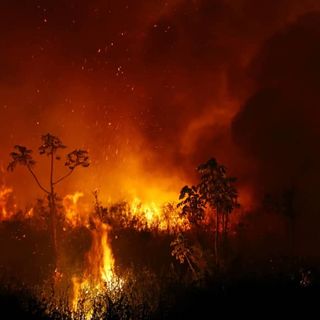 Burned jaguars and fire tornadoes: Blazes in Brazil wetland deliver climate warning