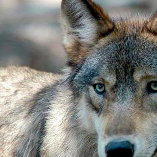 Three Of Colorado’s ‘Pioneer Wolves’ May Have Been Killed In Wyoming