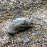 Thousands of Birds Mysteriously Drop Dead in New Mexico | Science Times