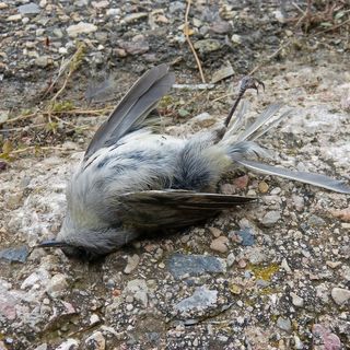 Thousands of Birds Mysteriously Drop Dead in New Mexico | Science Times