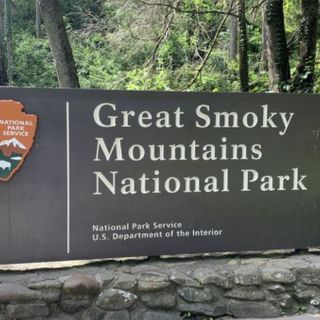 Bear euthanized after GSMNP officials discover it scavenging on human male remains