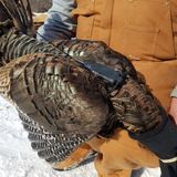 Missouri researchers hope putting ‘backpacks’ on wild turkeys can help explain population declines