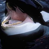 Killer whales 'rip open' great white sharks to eat their hearts and testicles