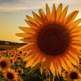 A farmer planted over 2 million sunflowers to provide a respite during this rough year