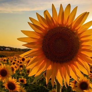 A farmer planted over 2 million sunflowers to provide a respite during this rough year