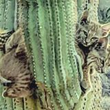 Woman snaps photos of bobcats on cactus in Apache Junction