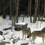 Wisconsin Wolf Population Increased 13 Percent Over 2018-2019 Winter Count