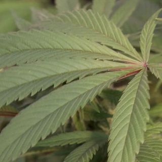 In the voter’s hands: Medical marijuana initiative on November ballot