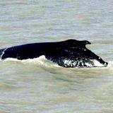 Humpback Whale Found Its Way Back To Sea After Getting Lost in Crocodile-Infested River | Science Times