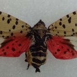 Invasive spotted lanternfly back in CT, state asks people to report sightings