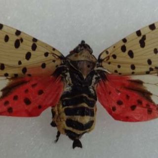 Invasive spotted lanternfly back in CT, state asks people to report sightings