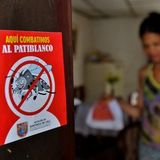 Dengue fever crisis grips Latin America