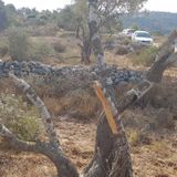 Fifty Trees Defaced, Uprooted in Suspected West Bank Hate Crime - Palestinians