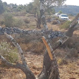 Fifty Trees Defaced, Uprooted in Suspected West Bank Hate Crime - Palestinians