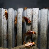 This Chinese cockroach farm houses a billion roaches, kept contained by a moat filled with hungry fish - ABC News